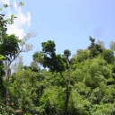 Grenada jungle 3.jpg